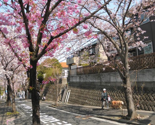 戸塚区 平戸町 住宅地 50年咲き続ける 桜並木