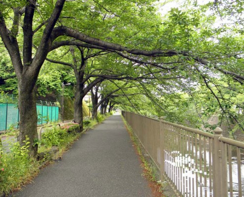 町田 成瀬 恩田川 桜並木 遊歩道