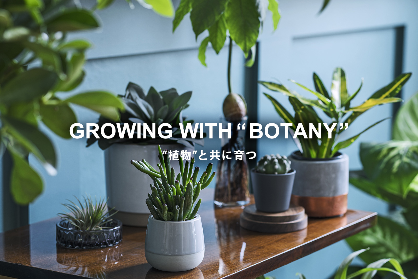 growing with botany 植物と共に育つ リビング