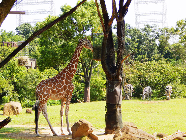 よこはま動物園ズーラシア アフリカのサバンナ