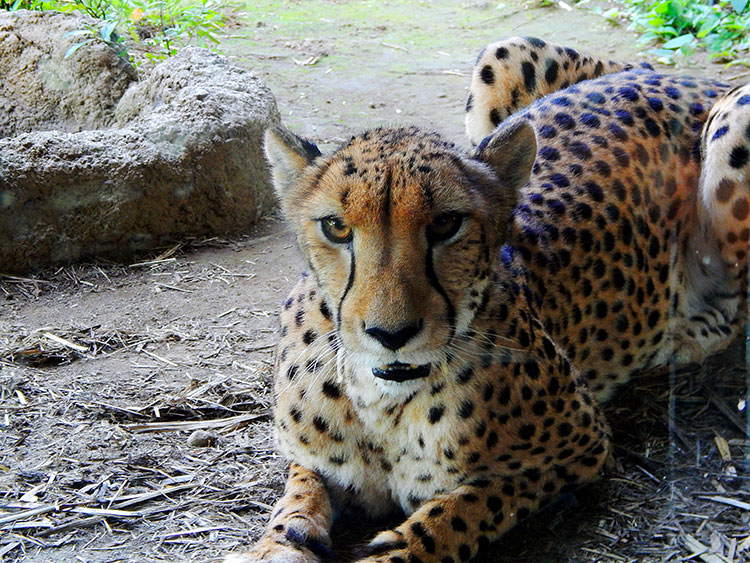 よこはま動物園ズーラシア ヒョウ