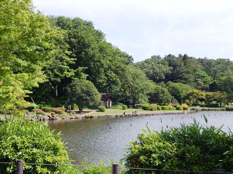 こども自然公園 大池