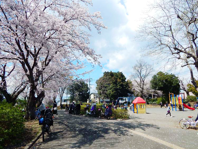 しらゆり公園 桜の季節