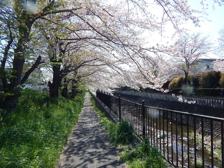 宇田川沿いの遊歩道