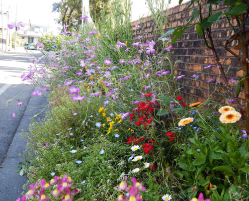 横浜市立二つ橋小学校の花壇