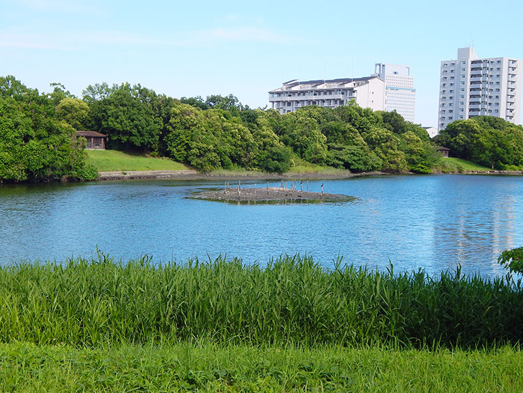 長浜公園 野鳥観察小屋 カワウ