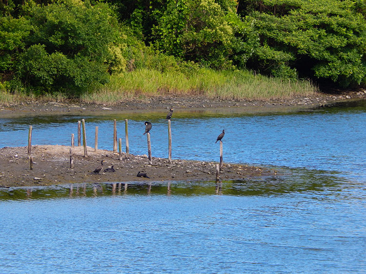 長浜公園 野鳥観察小屋 カワウ