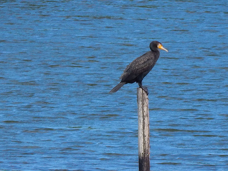 長浜公園 野鳥観察小屋 カワウ