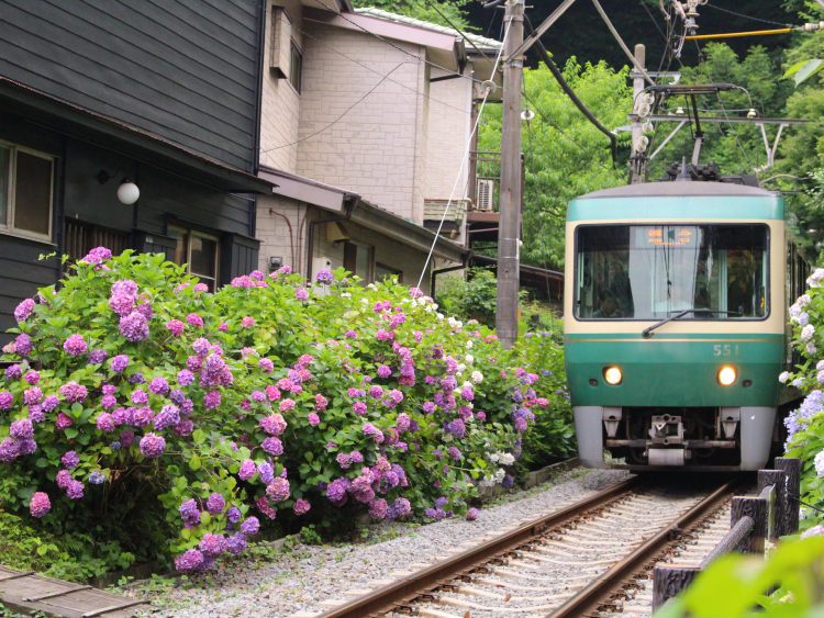 紫陽花と江ノ電