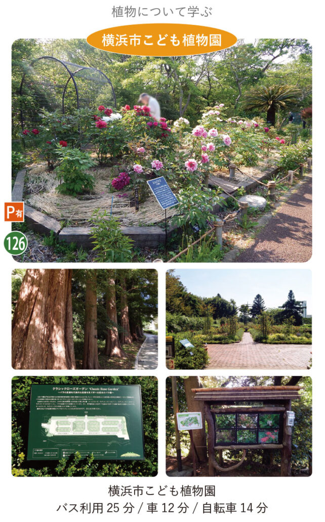 多くの植物について学べる横浜市こども植物園。シャクヤク園、バラ園、メタセコイヤの並木など見所がいろいろある。