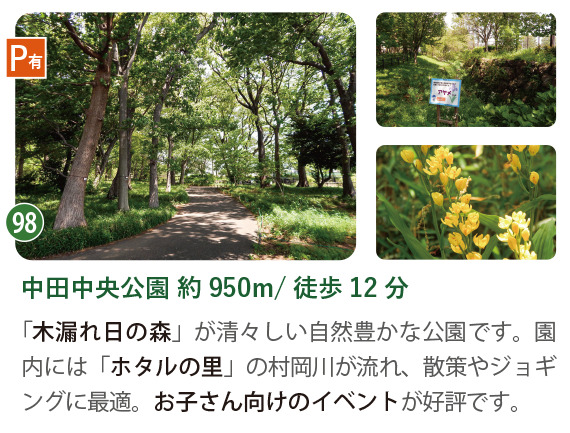 中田中央公園の木漏れ日の森の風景