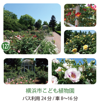 横浜市こども植物園のバラ園
