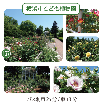 横浜市こども植物園のバラ園の写真