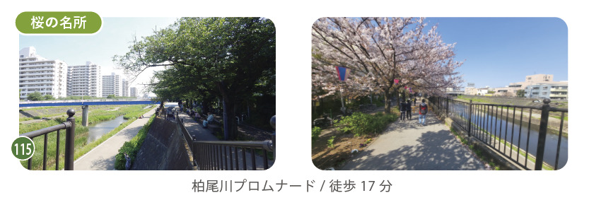 桜の名所・柏尾川プロムナード（徒歩17分）は約350本の桜の木が並ぶお花見スポットです。4月には毎年多くの人々で賑わい、お花見の季節以外も散歩、ジョギング、ピクニックなど市民の憩いの場所です。
