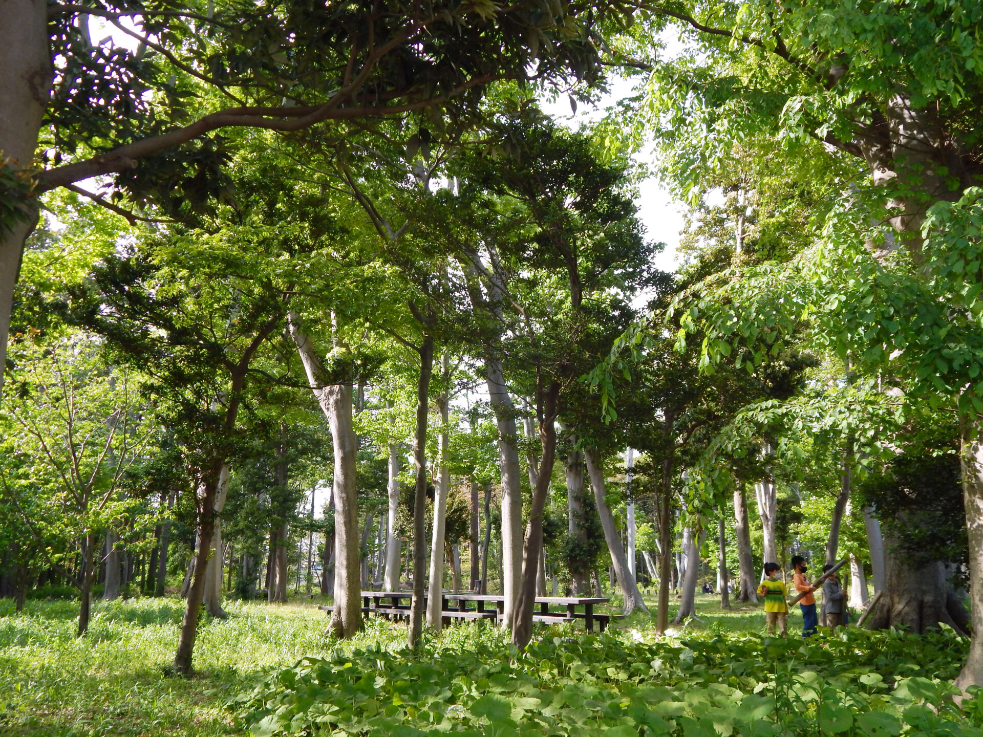 中田中央公園