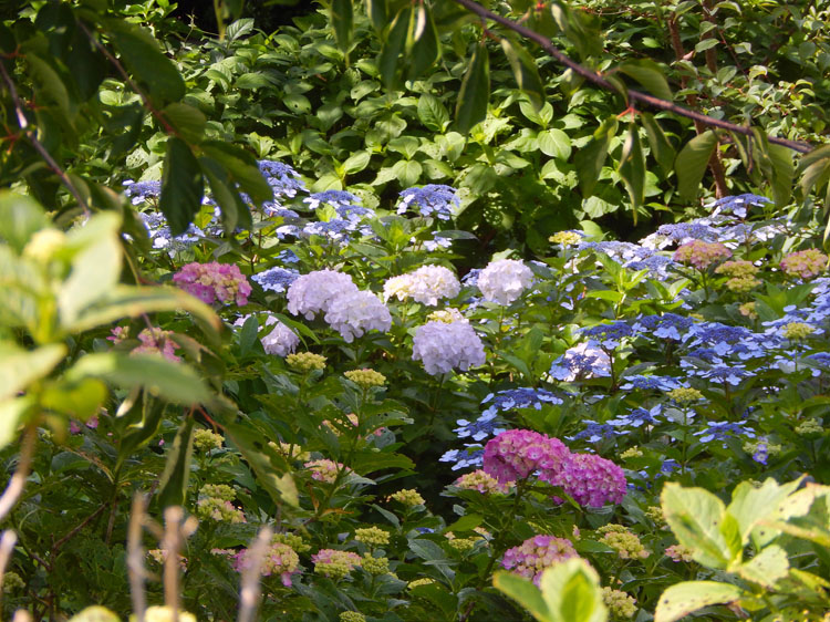 紫陽花の名所 南希の森緑地