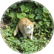 fukaya-kankyo04