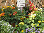 32kawaharaengei_b