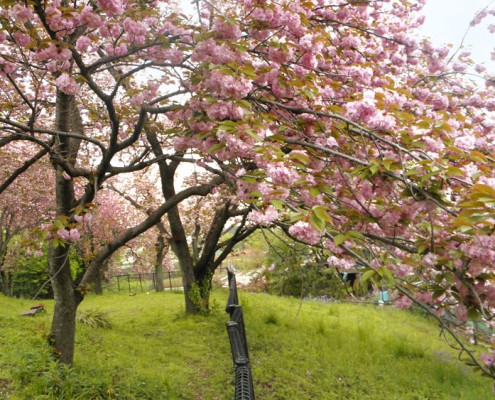 横浜 長津田 いぶき野 いぶ野第二公園 八重桜の森