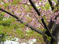 nishigaoka9 ta025