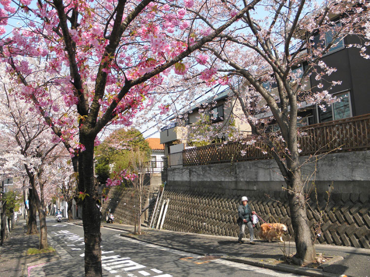 戸塚区 平戸町 住宅地 50年咲き続ける 桜並木
