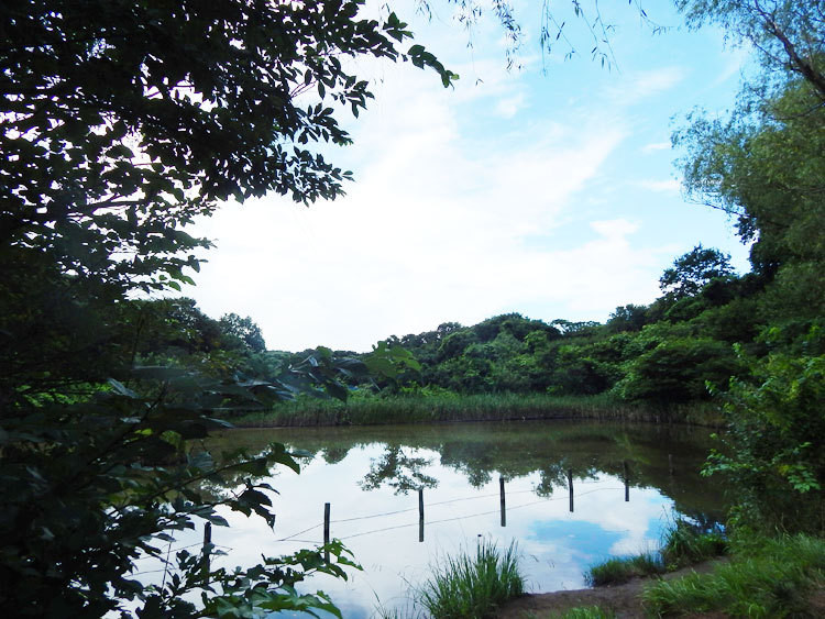 o0750056313798594525 戸塚区 舞岡公園 池