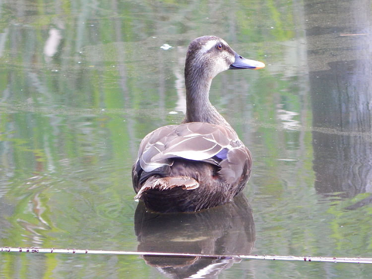 o0750056313798595337 戸塚区 舞岡公園 池のカモ