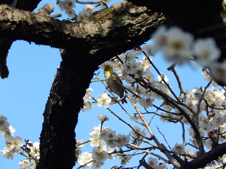 横浜 神奈川区 神大寺 梅の木 うぐいす