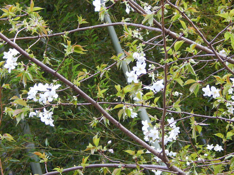 sin014 横浜 港南区 下永谷 閑静な住宅地 白い山桜