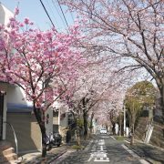 戸塚区 平戸町 住宅地の桜並木 横浜建物撮影 2016