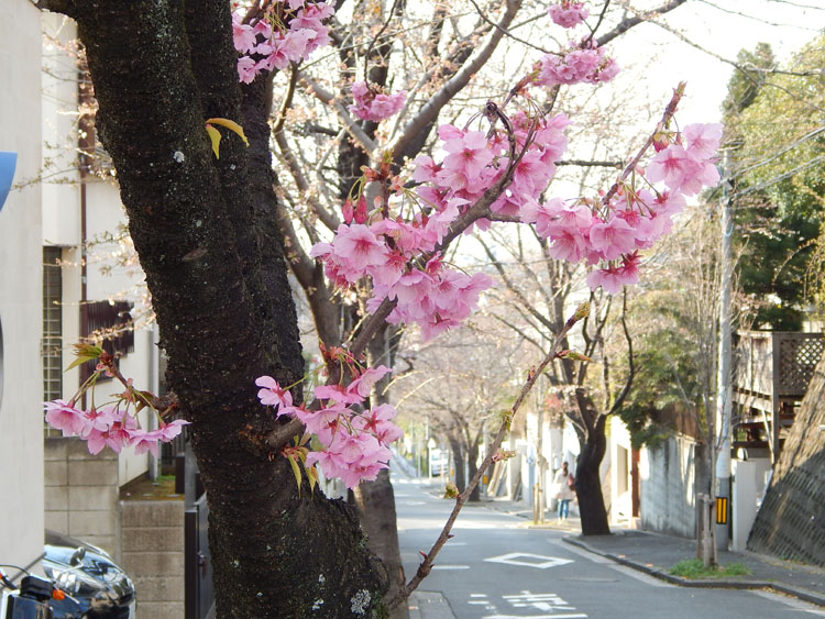 ラシット横浜 サン・ガーデン平戸（第2期･3区画） 全29棟 周辺環境 桜並木