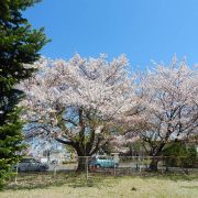 聖母の園敷地内の大きな桜の木