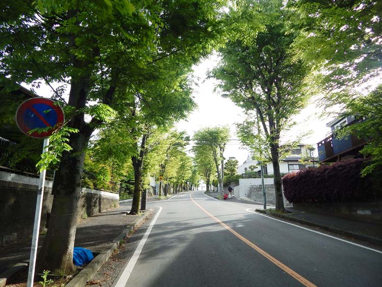 みたけ台の美しい街路樹 横浜建物