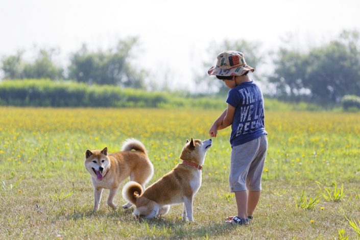 ドッグランイメージ 柴犬と遊ぶ子供